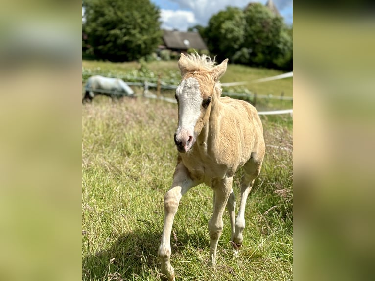 American Quarter Horse Mare Foal (04/2024) 14,2 hh Palomino in Rosengarten