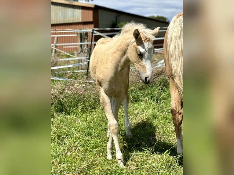 American Quarter Horse Mare Foal (04/2024) 14,2 hh Palomino in Rosengarten