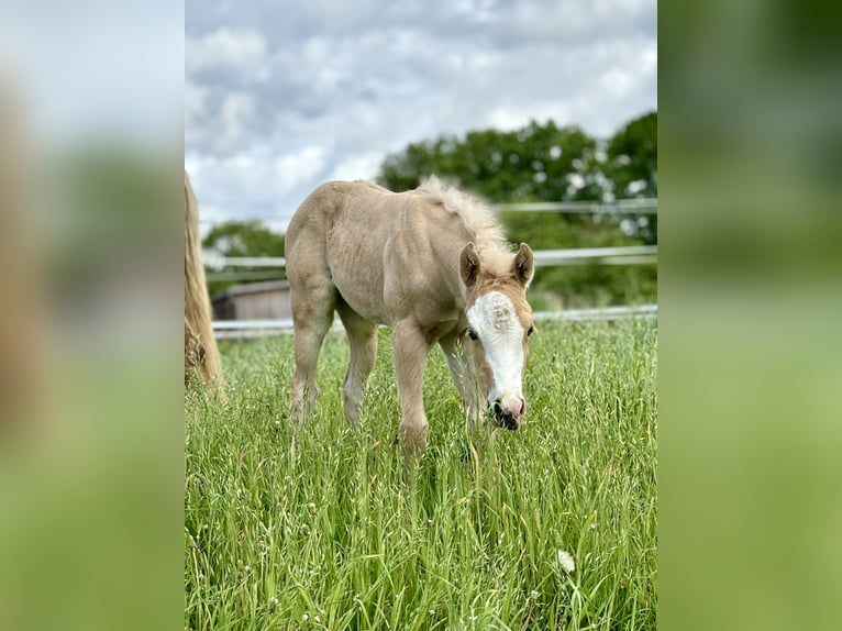 American Quarter Horse Mare Foal (04/2024) 14,2 hh Palomino in Rosengarten