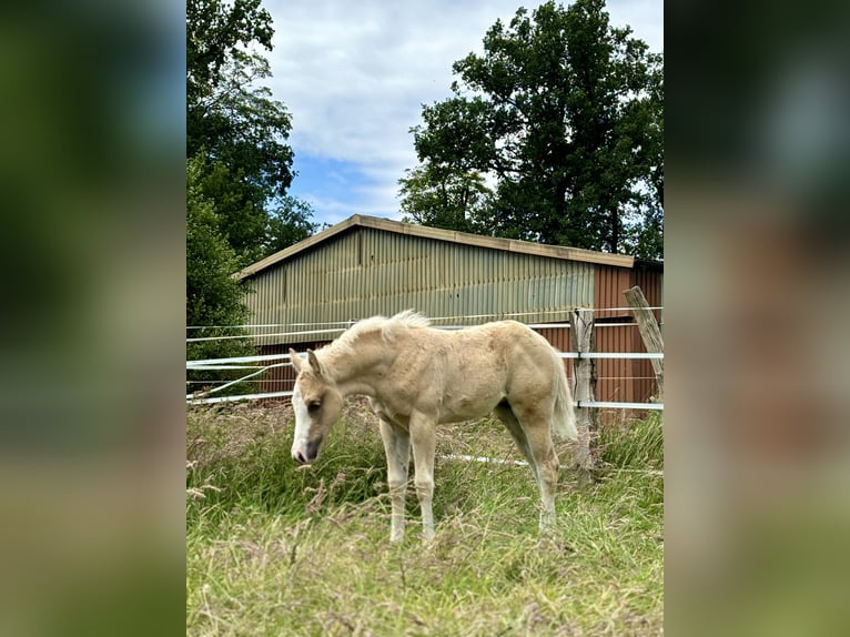 American Quarter Horse Mare Foal (04/2024) 14,2 hh Palomino in Rosengarten