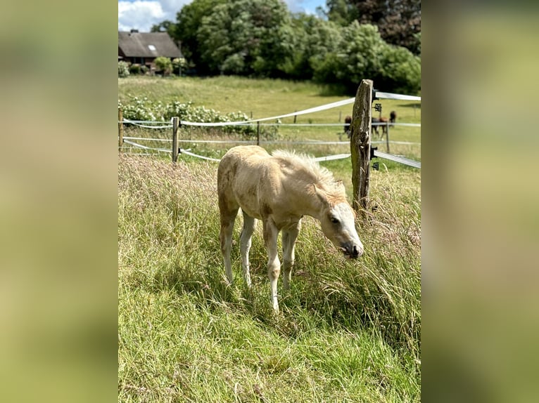 American Quarter Horse Mare Foal (04/2024) 14,2 hh Palomino in Rosengarten