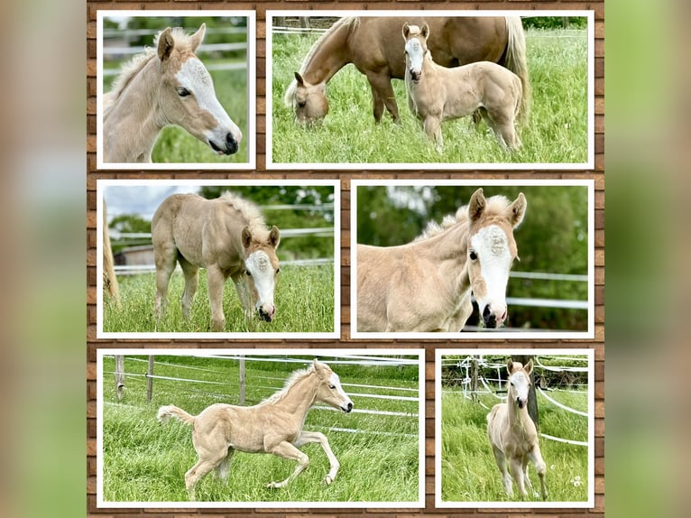 American Quarter Horse Mare Foal (04/2024) 14,2 hh Palomino in Rosengarten