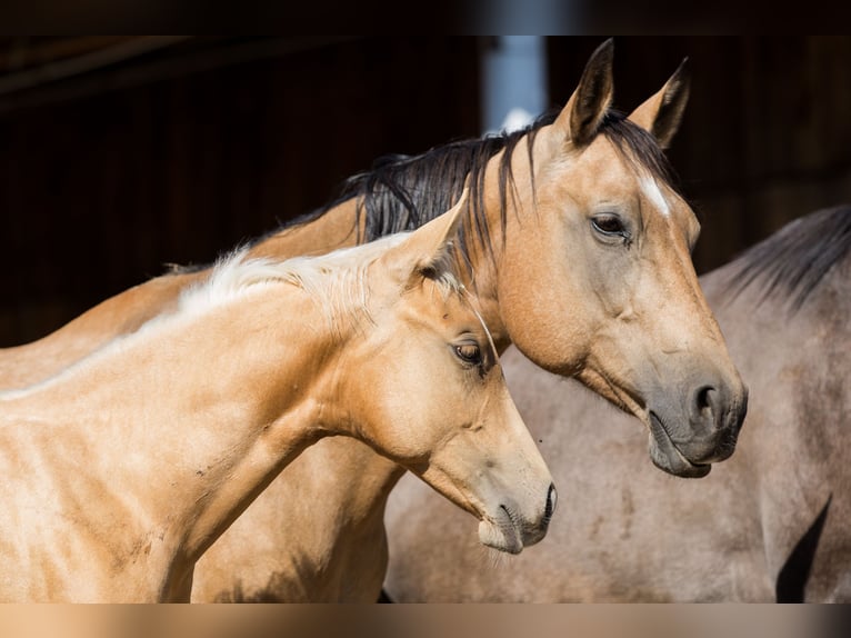 American Quarter Horse Mare Foal (05/2026) 14.2 hh Palomino in St Josef