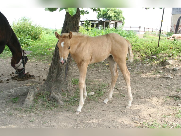 American Quarter Horse Mare Foal (05/2026) 14.2 hh Palomino in Greiz