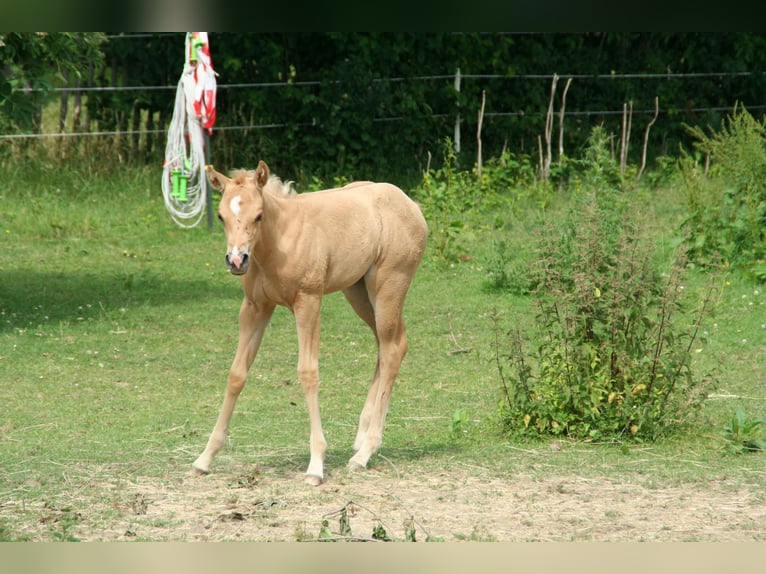 American Quarter Horse Mare Foal (05/2026) 14.2 hh Palomino in Greiz