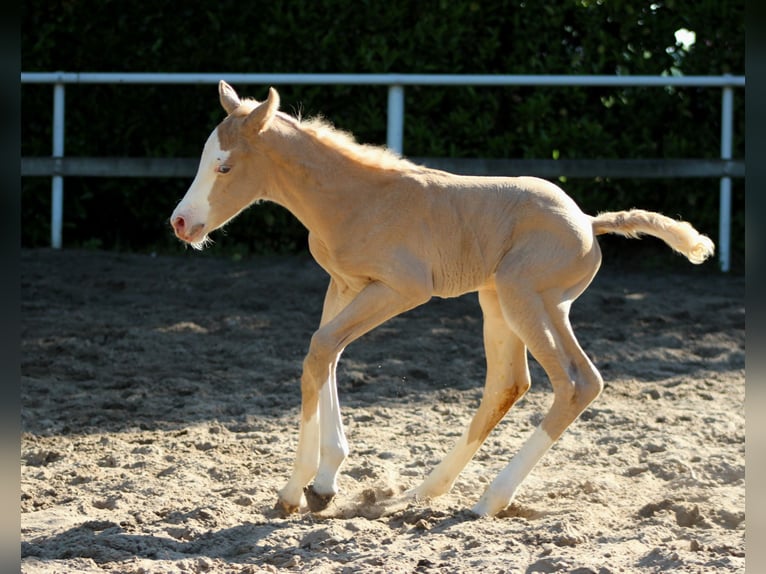 American Quarter Horse Mare Foal (05/2026) 14.2 hh Palomino in Stade