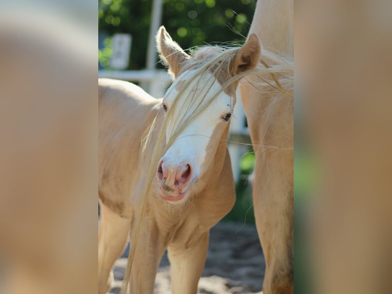American Quarter Horse Mare Foal (05/2026) 14.2 hh Palomino in Stade