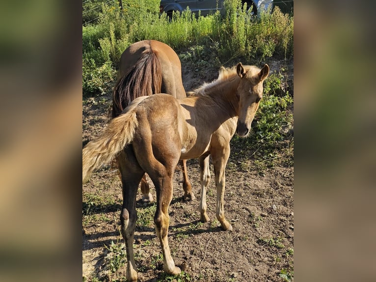 American Quarter Horse Mare Foal (06/2024) 14,2 hh Palomino in Klingenberg am Main