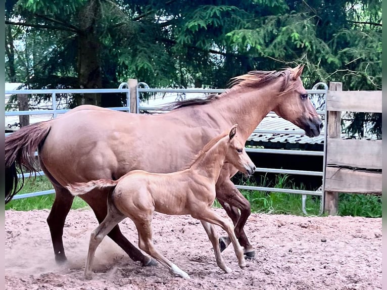 American Quarter Horse Mare Foal (06/2024) 14,2 hh Palomino in Klingenberg am Main