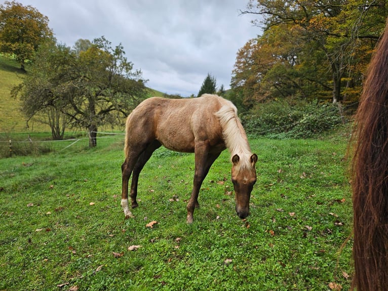 American Quarter Horse Mare  14,2 hh Palomino in Klingenberg am Main