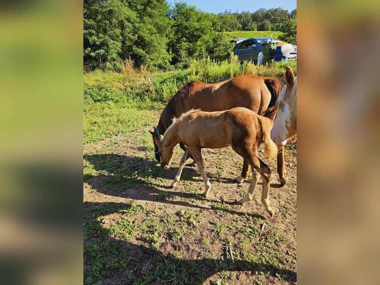 American Quarter Horse Mare Foal (06/2024) 14,2 hh Palomino in Klingenberg am Main