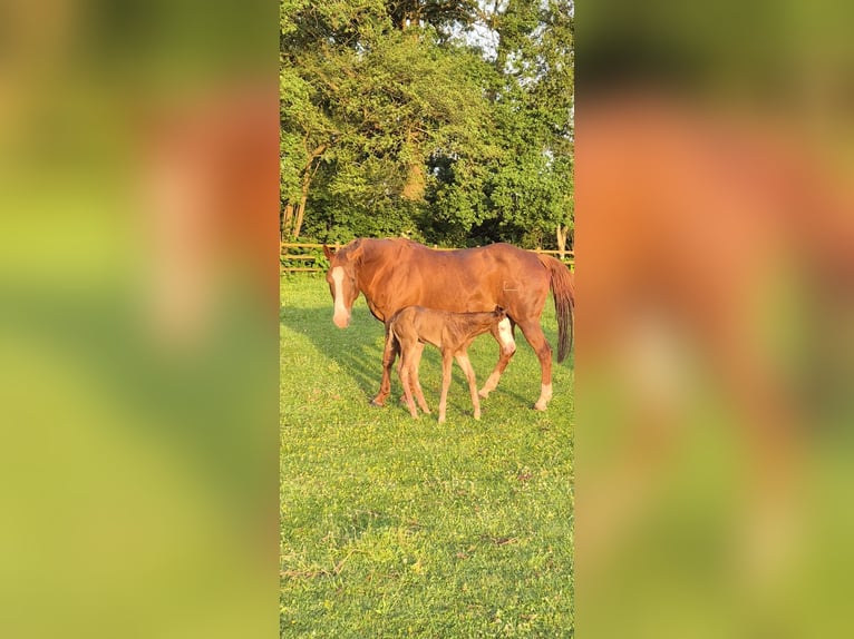 American Quarter Horse Mare Foal (05/2026) 14.2 hh Red Dun in Wietmarschen