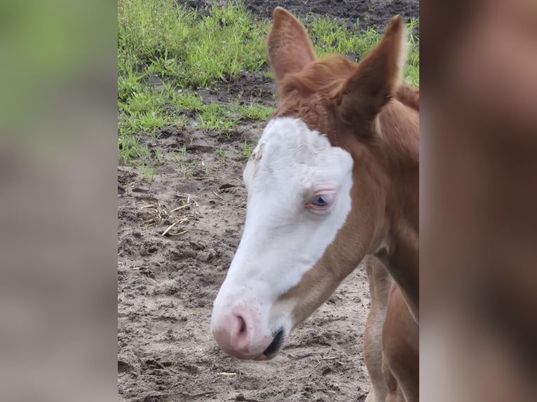 American Quarter Horse Mare Foal (05/2026) 14.2 hh Red Dun in Wietmarschen