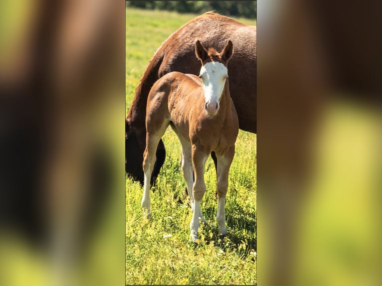 American Quarter Horse Mare Foal (05/2026) 14.2 hh Red Dun in Wietmarschen