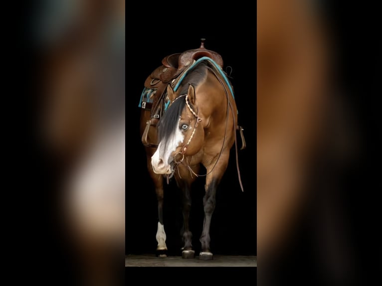 American Quarter Horse Mare Foal (05/2026) 14.2 hh Red Dun in Wietmarschen