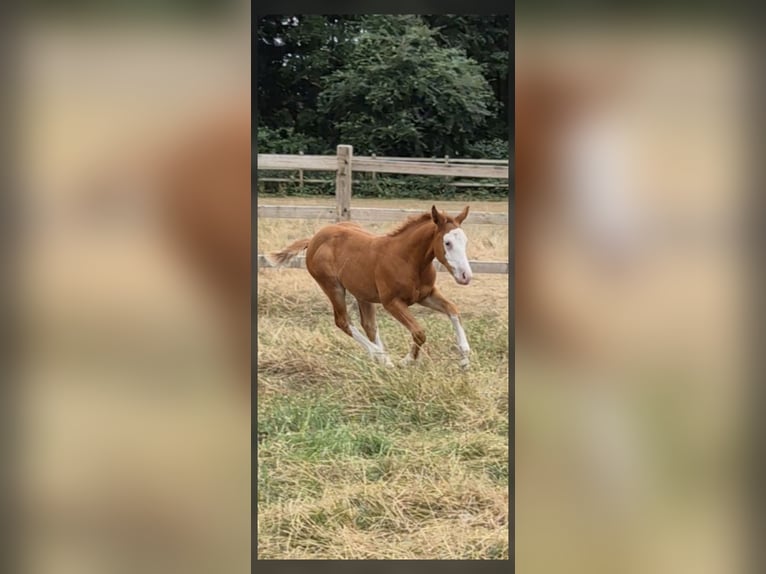 American Quarter Horse Mare Foal (05/2026) 14.2 hh Red Dun in Wietmarschen