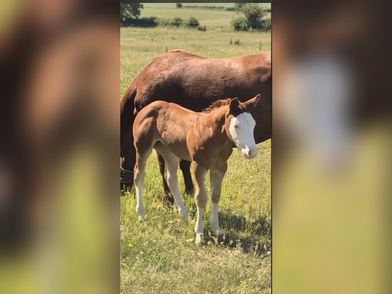 American Quarter Horse Mare Foal (05/2026) 14.2 hh Red Dun in Wietmarschen