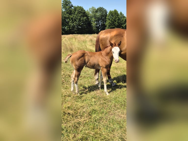 American Quarter Horse Mare Foal (05/2026) 14.2 hh Red Dun in Wietmarschen