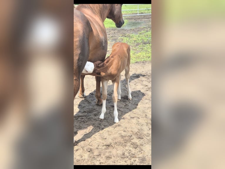 American Quarter Horse Mare Foal (05/2026) 14.2 hh Red Dun in Wietmarschen