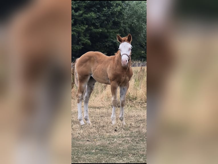 American Quarter Horse Mare Foal (05/2026) 14.2 hh Red Dun in Wietmarschen