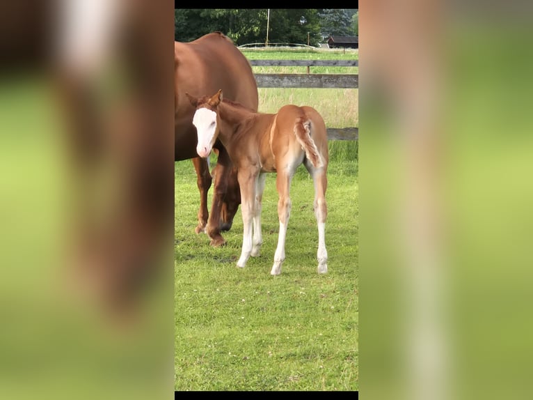American Quarter Horse Mare Foal (05/2026) 14.2 hh Red Dun in Wietmarschen
