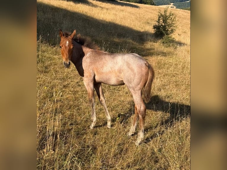 American Quarter Horse Mare Foal (04/2026) 14.2 hh Roan-Bay in Daleiden