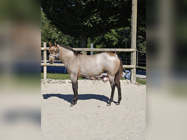 American Quarter Horse Mare Foal (03/2026) 14.2 hh Roan-Bay in Burgkirchen
