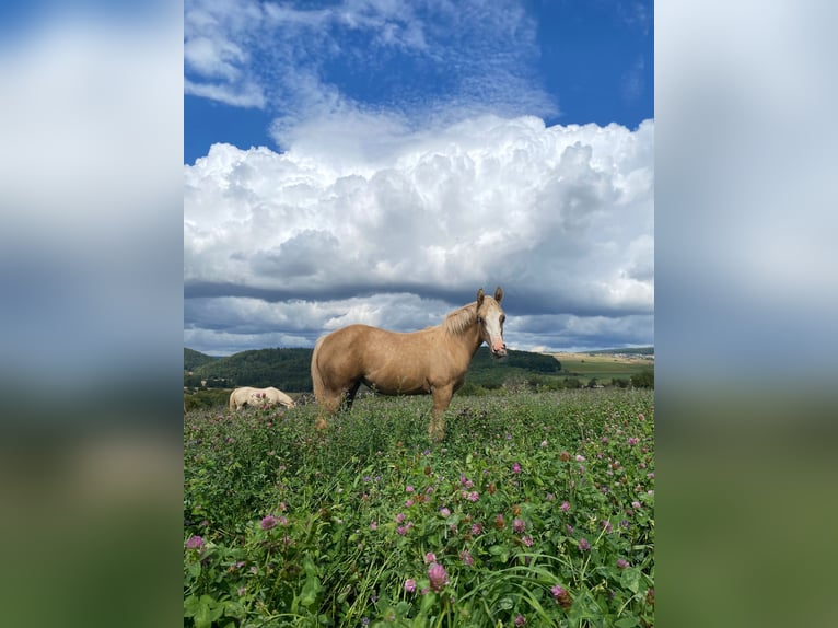 American Quarter Horse Mare Foal (03/2025) 14,2 hh in Klingenberg am Main