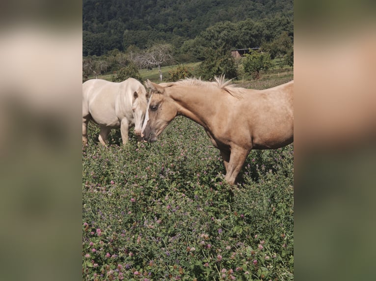 American Quarter Horse Mare Foal (03/2025) 14,2 hh in Klingenberg am Main