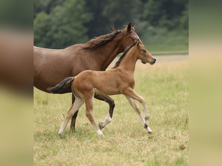 American Quarter Horse Mare Foal (04/2026) 14.3 hh Brown in Waldshut-Tiengen
