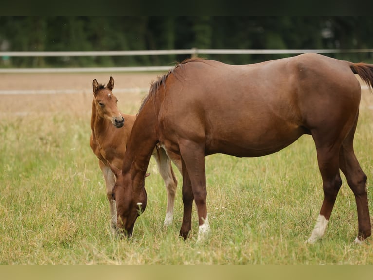 American Quarter Horse Mare Foal (04/2026) 14.3 hh Brown in Waldshut-Tiengen