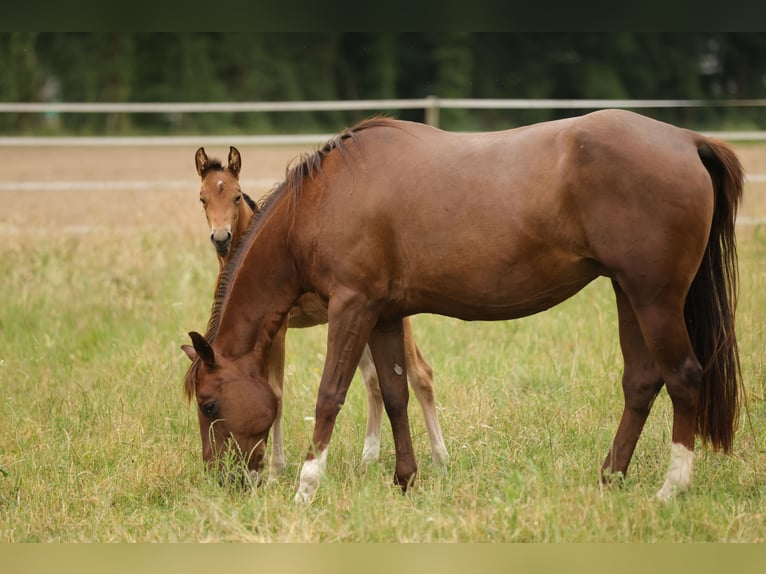 American Quarter Horse Mare Foal (04/2026) 14.3 hh Brown in Waldshut-Tiengen
