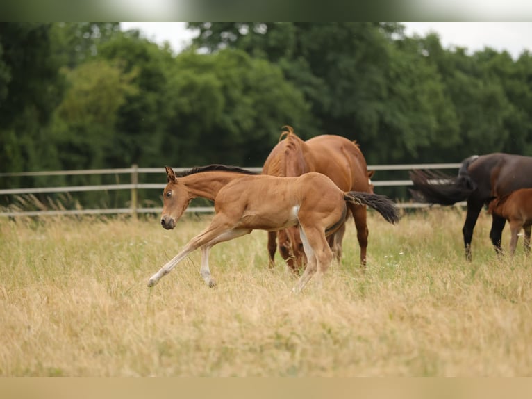 American Quarter Horse Mare Foal (04/2026) 14.3 hh Brown in Waldshut-Tiengen