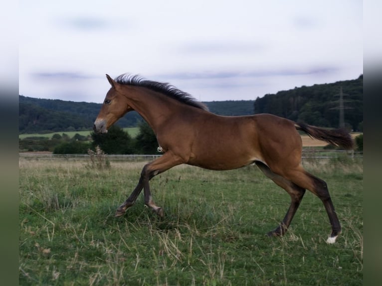 American Quarter Horse Mare  14,3 hh Brown in Berndorf