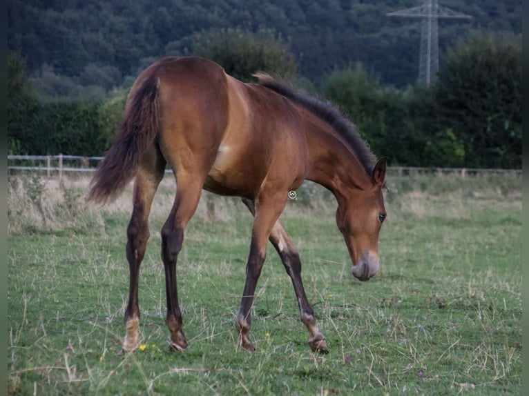 American Quarter Horse Mare  14,3 hh Brown in Berndorf