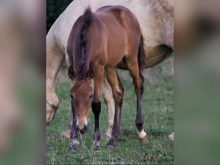 American Quarter Horse Mare  14,3 hh Brown in Berndorf