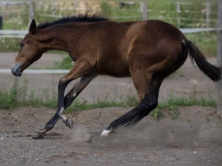 American Quarter Horse Mare  14,3 hh Brown in Berndorf