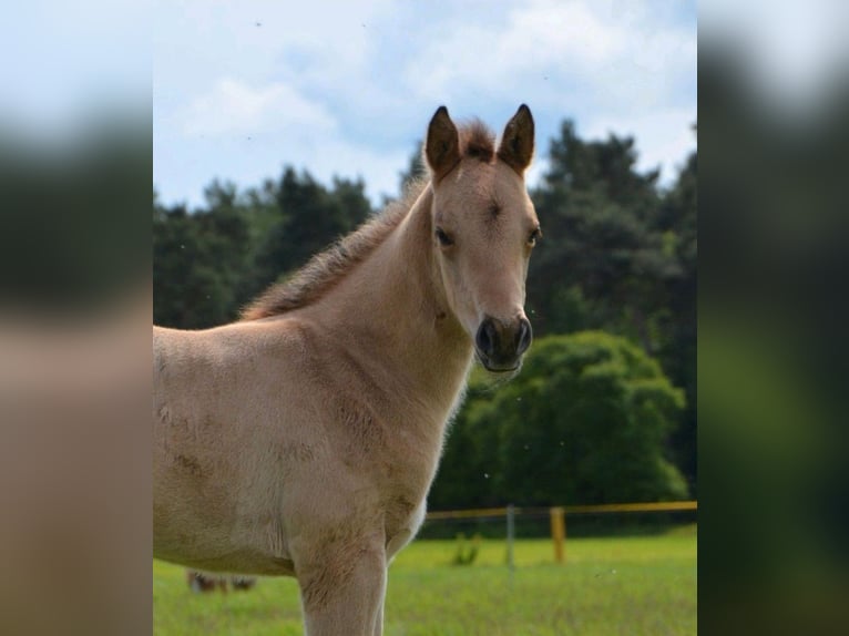 American Quarter Horse Mare Foal (04/2026) 14.3 hh Buckskin in Nordhorn