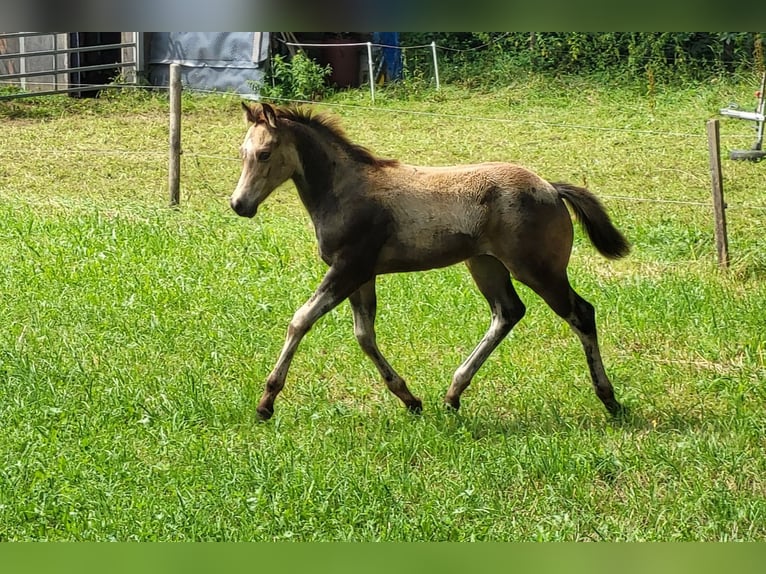 American Quarter Horse Mare Foal (04/2024) 14,3 hh Buckskin in Balingen