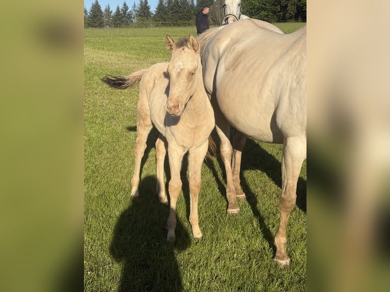 American Quarter Horse Mare Foal (04/2026) 14.3 hh Champagne in Daleiden