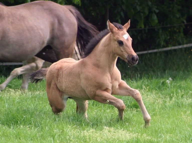 American Quarter Horse Mare Foal (03/2026) 14.3 hh Grullo in Düsseldorf