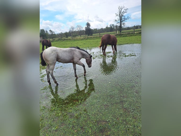 American Quarter Horse Mare Foal (06/2024) 14,3 hh Roan-Bay in Ostermiething