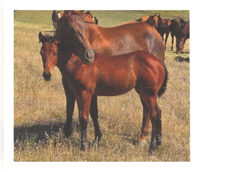 American Quarter Horse Mare Foal (04/2025) 14 hh Bay in Denton, MT American Quarter Horse Mare Foal (04/2025) 14 hh Bay in Denton, MT