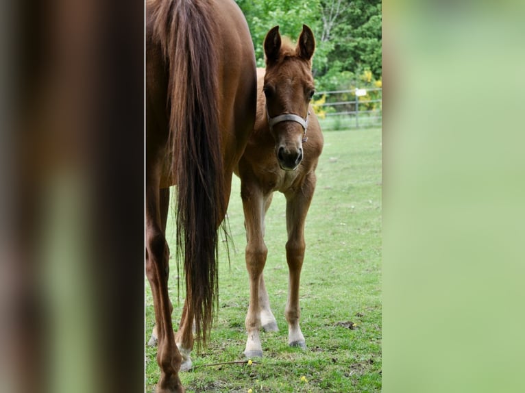 American Quarter Horse Mare  14 hh Chestnut in Mehlmeisel