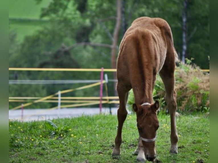 American Quarter Horse Mare  14 hh Chestnut in Mehlmeisel