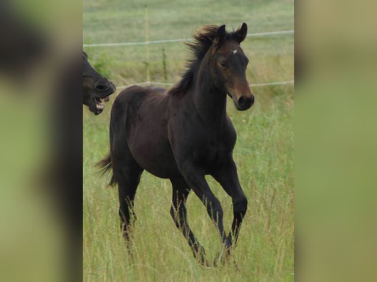 American Quarter Horse Mare Foal (04/2025) 14,2 hh Bay-Dark in Linsburg