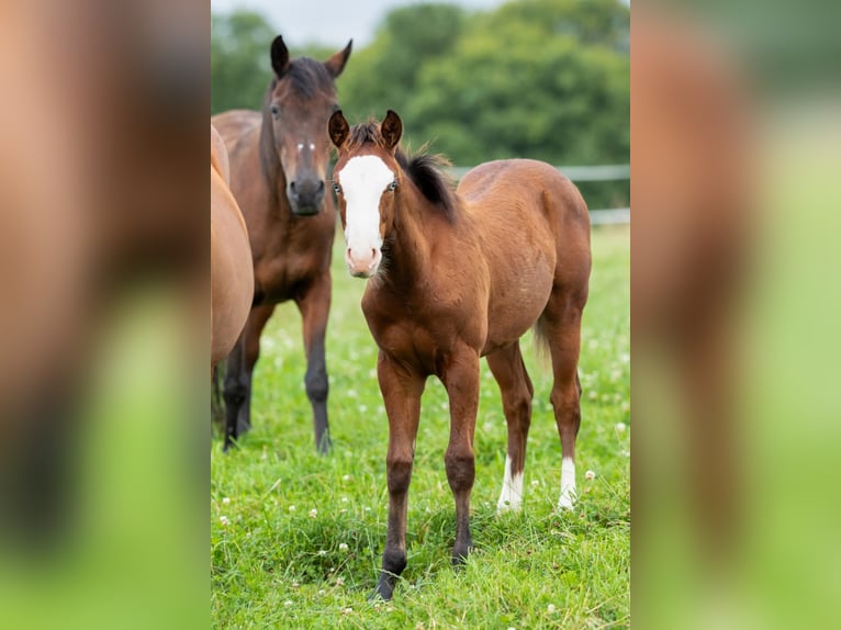 American Quarter Horse Mare Foal (03/2025) 14,2 hh Brown in Kierspe