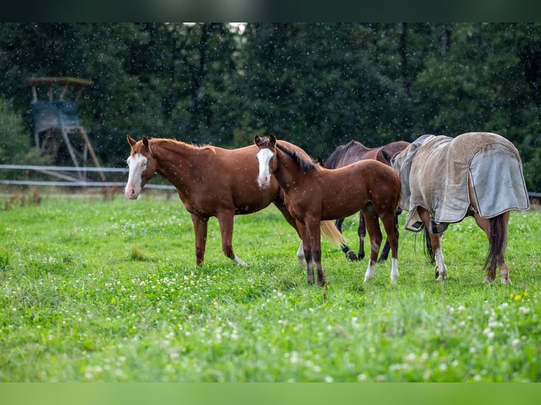 American Quarter Horse Mare Foal (03/2025) 14,2 hh Brown in Kierspe