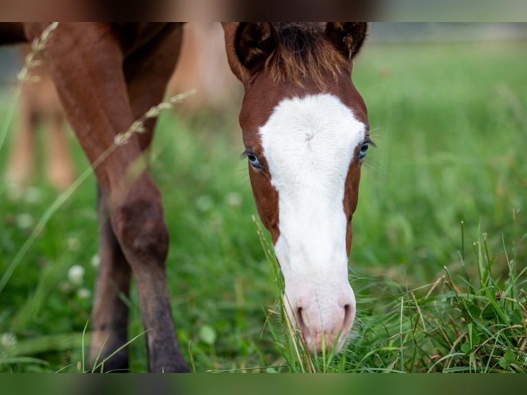 American Quarter Horse Mare Foal (03/2025) 14,2 hh Brown in Kierspe