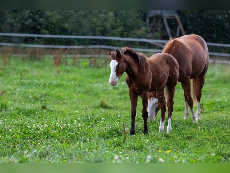 American Quarter Horse Mare Foal (03/2025) 14,2 hh Brown in Kierspe